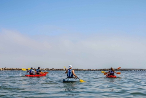 Pelican Point: Kayak with Seals Experience