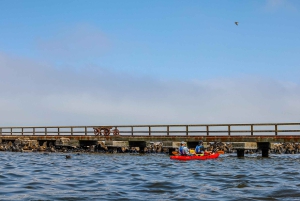 Pelican Point: Kayak with Seals Experience