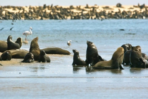 Pelican Point Peninsula Tour