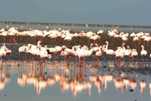 Pelican Point Peninsula Tour