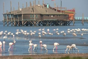Highlights of Walvis Bay Private Tour