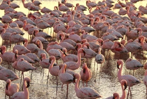 Sandwich Harbour: 4x4 Where Sea & Dunes Meet with Escapades