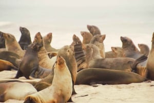 Sandwich Harbour: 4x4 Where Sea & Dunes Meet with Escapades