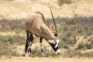 Sandwich Harbour: 4x4 Where Sea & Dunes Meet with Escapades