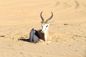 Sandwich Harbour: 4x4 Where Sea & Dunes Meet with Escapades