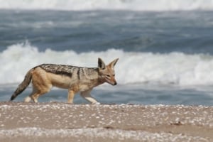 Sandwich Harbour 4x4