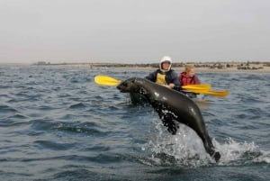 Sandwich harbour Boatcruise or Kayak and dune tour
