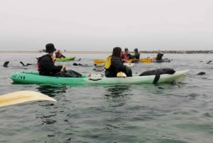 Sandwich harbour r Kayak and dune tour