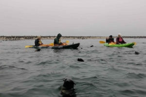 Sandwich harbour r Kayak and dune tour