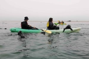 Sandwich harbour r Kayak and dune tour