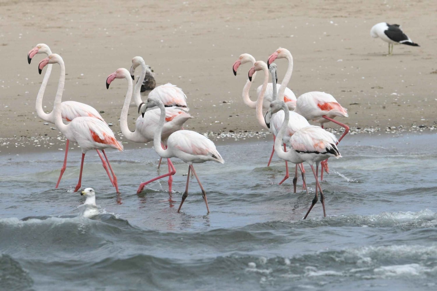 Sandwich Harbour Tour: