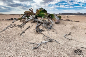 Shore Excursion: Flamingos, Dune 7, Swakopmund,Welwitshschia