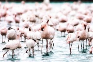 Shore Excursion: Flamingos, Dune 7, Swakopmund,Welwitshschia