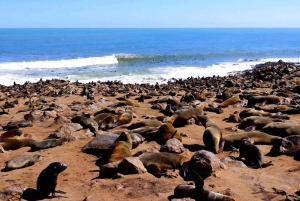 Cape Cross and Henties Bay Guided Tour SkeletonCoast Namibia
