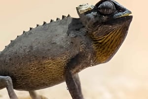 Cape Cross and Henties Bay Guided Tour SkeletonCoast Namibia