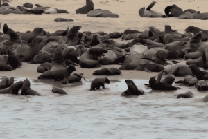 Cape Cross and Henties Bay Guided Tour SkeletonCoast Namibia