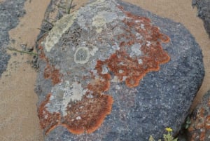 Cape Cross and Henties Bay Guided Tour SkeletonCoast Namibia