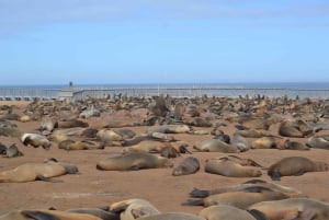 Cape Cross and Henties Bay Guided Tour SkeletonCoast Namibia