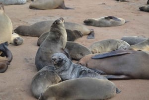 Cape Cross and Henties Bay Guided Tour SkeletonCoast Namibia
