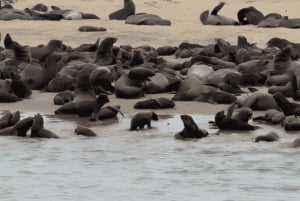 Cape Cross and Henties Bay Guided Tour SkeletonCoast Namibia