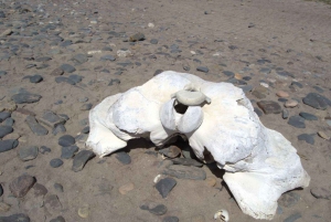 Skeleton Coast Park & Ship Wrecks