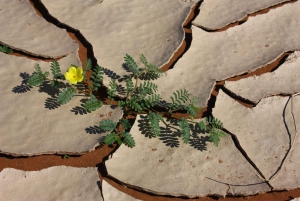 Sossusvlei: 4x4 Drive 3-Day Sossusvlei Adventure