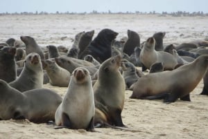Sossusvlei, Swakopmund, and Skeleton Coast 6-Day Tour