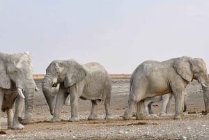 Sossusvlei, Swakopmund, and Skeleton Coast 6-Day Tour