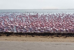 Swakopmund 2 Days Tour - Shared Shuttle