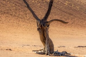 Swakopmund: 3-Day Namib Signature Desert Tour