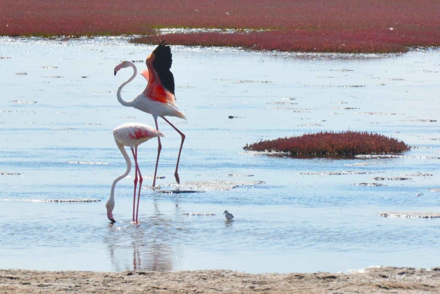 swakopmund city tour dune 7 pink lake pink flamingos