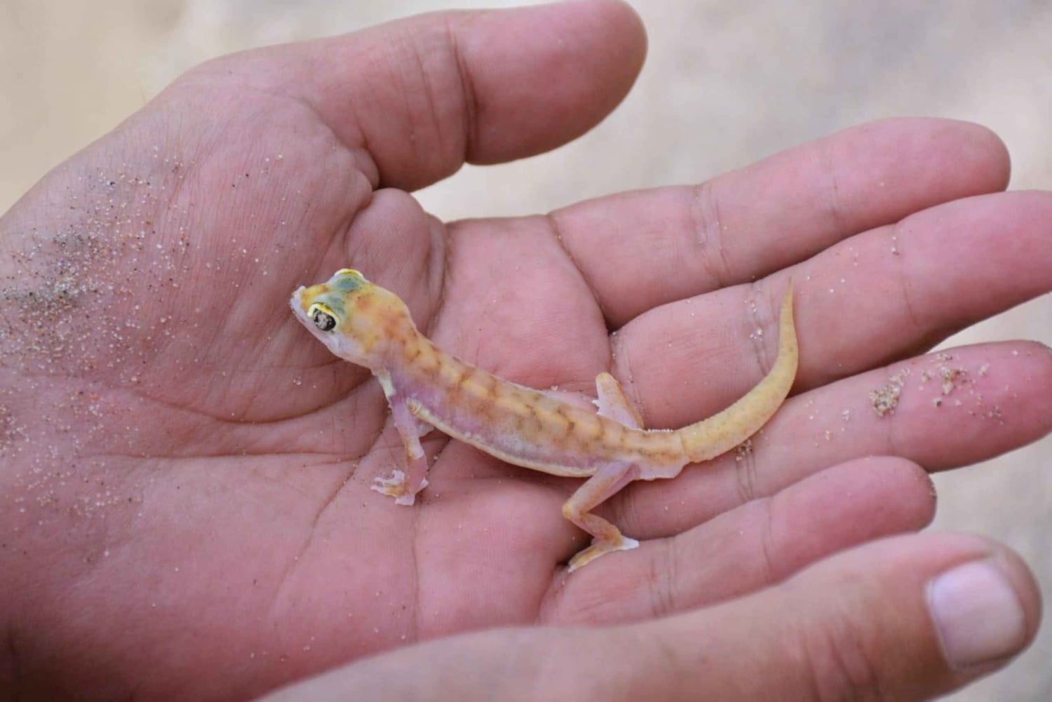 swakopmund city tour dune 7 pink lake pink flamingos