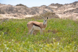 swakopmund city tour dune 7 pink lake pink flamingos