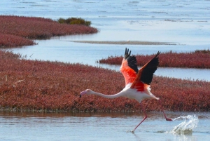swakopmund city tour dune 7 pink lake pink flamingos