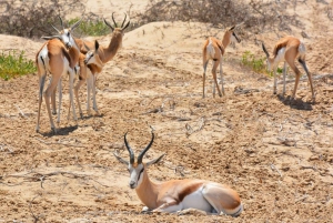 swakopmund city tour dune 7 pink lake pink flamingos