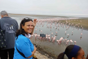 swakopmund city tour dune 7 pink lake pink flamingos