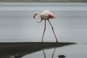 Swakopmund Day Trip with Quad Biking from Windhoek