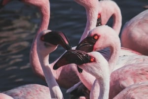 Swakopmund Day Trip with Quad Biking from Windhoek