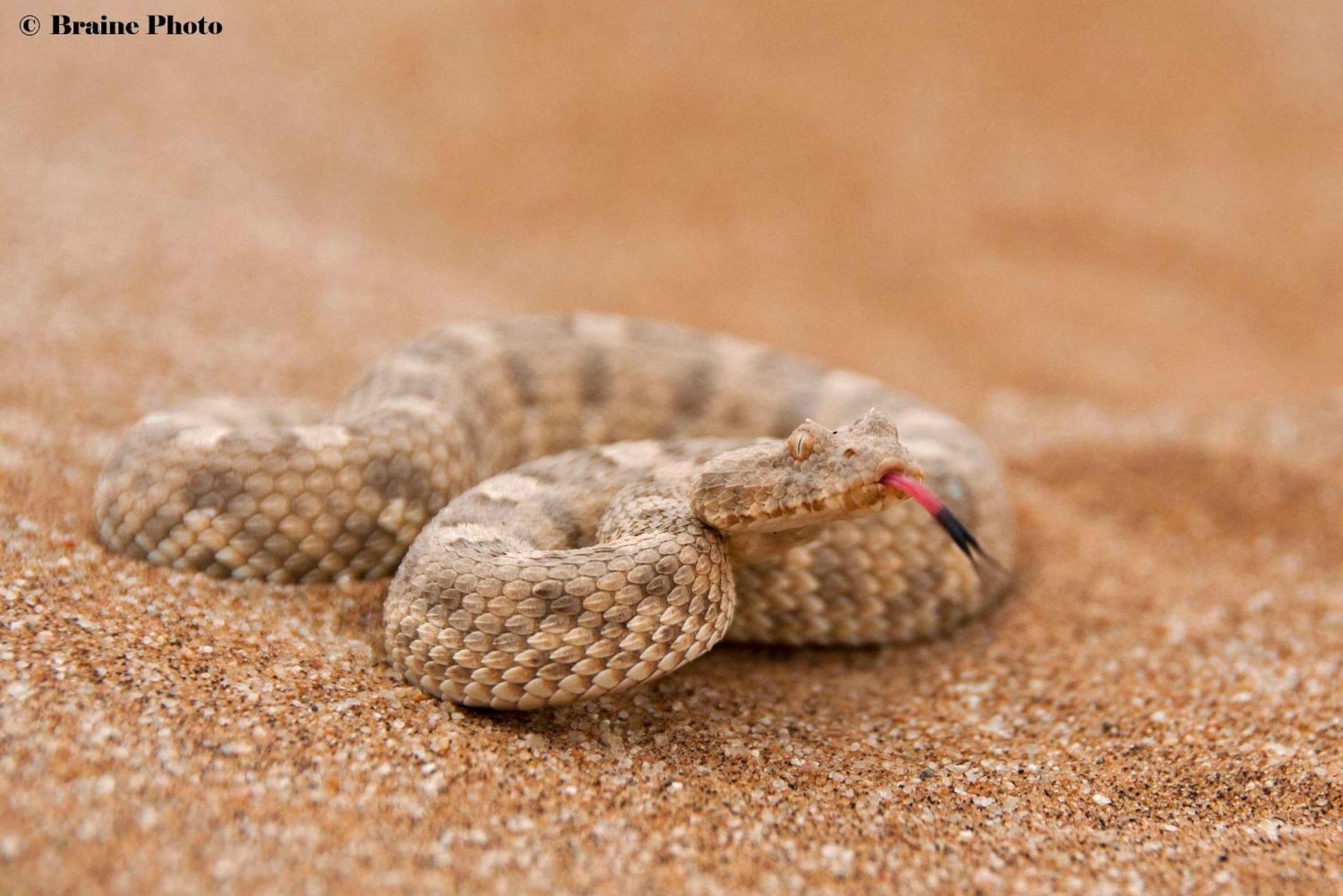 Swakopmund: Living Desert Tour - Namib Desert