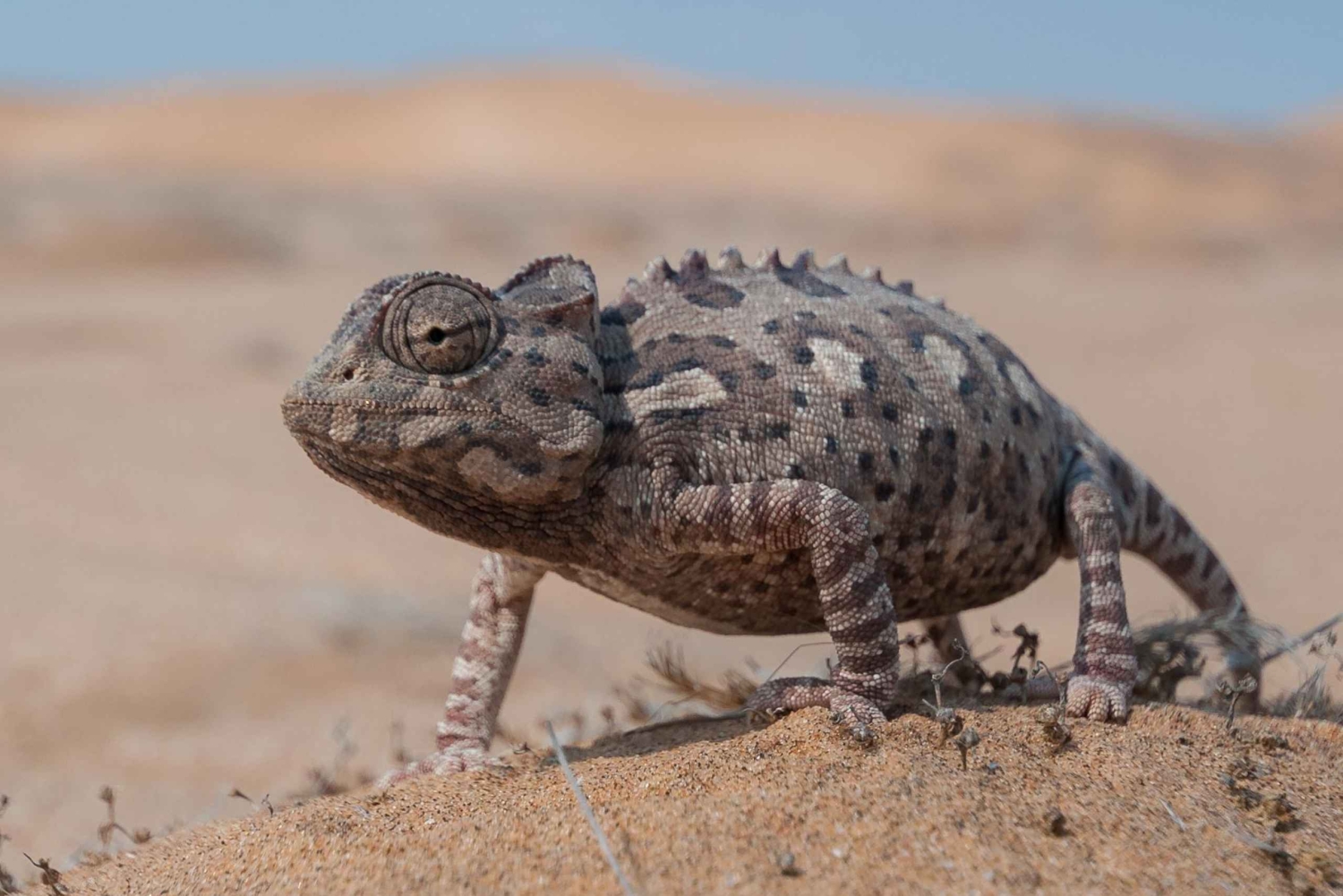 Swakopmund: Living Desert Tour - Namib Desert