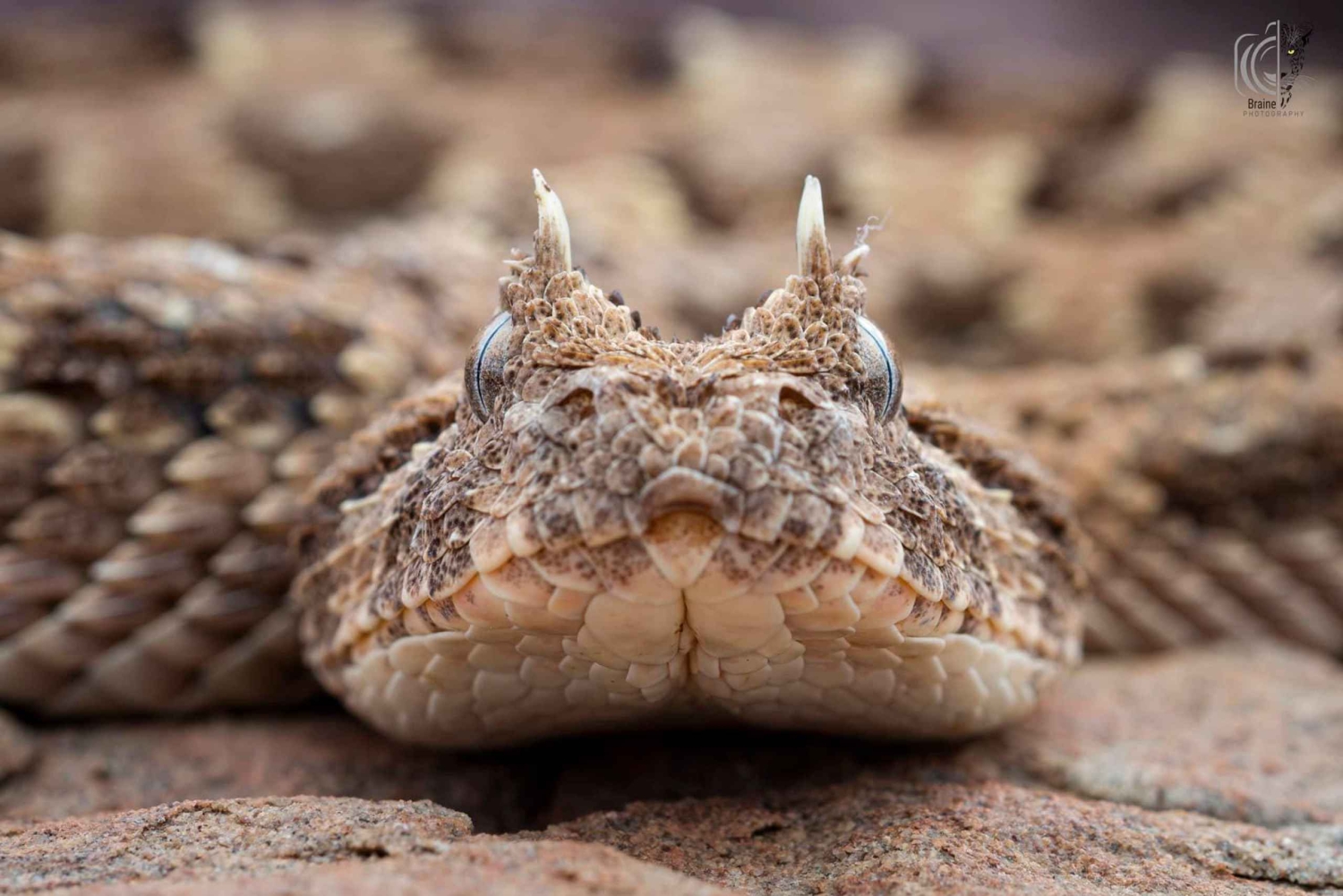 Swakopmund: Living Desert Tour - Namib Desert