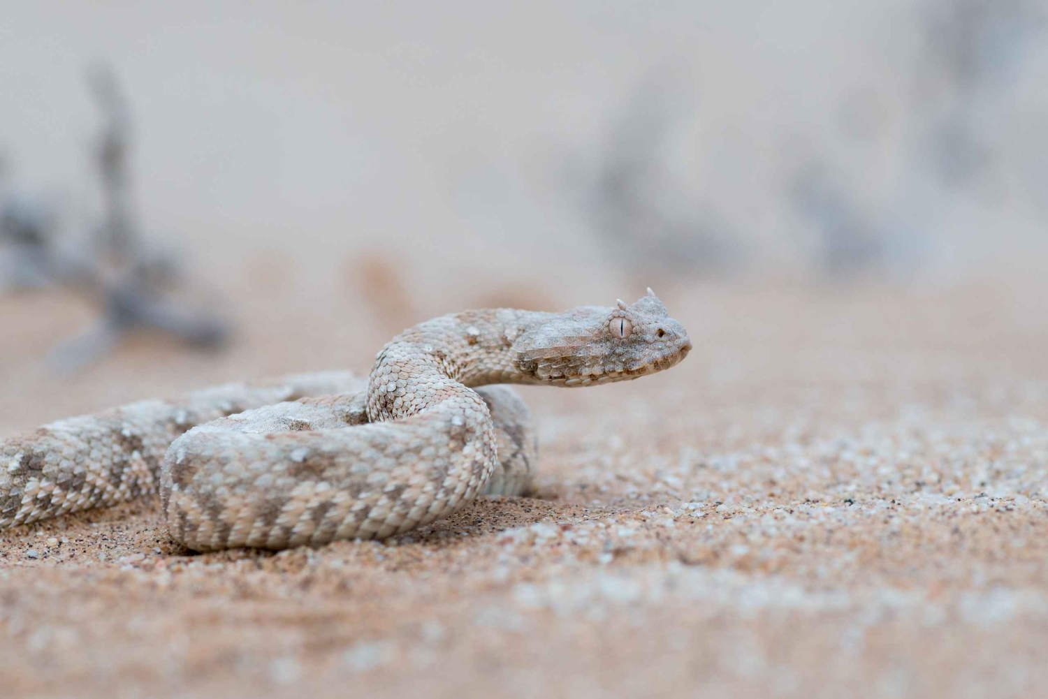 Swakopmund: Living Desert Tour - Namib Desert