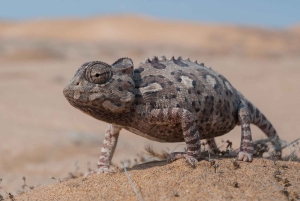 Swakopmund: Living Desert Tour - Namib Desert