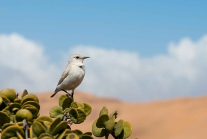Swakopmund: Living Desert Tour - Namib Desert