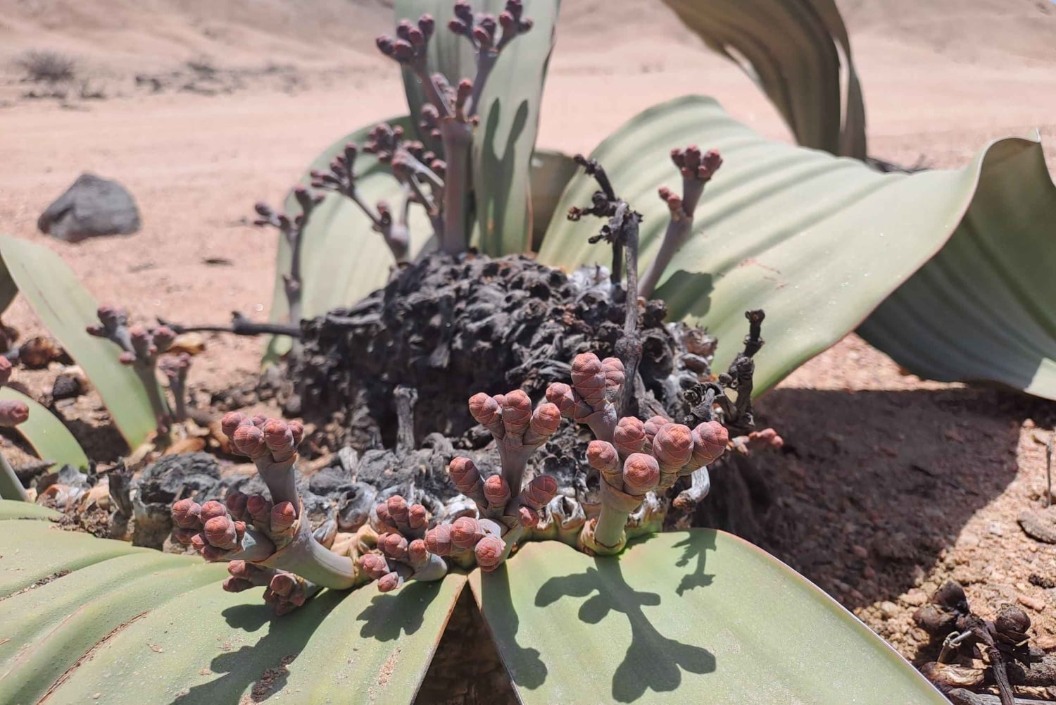 Swakopmund: Moon Valley and Namib Desert Welwitschia Tour