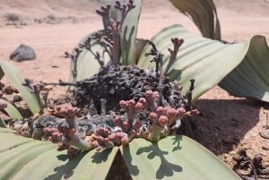 Swakopmund: Moon Valley and Namib Desert Welwitschia Tour