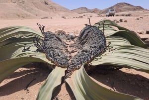 Swakopmund: Moon Valley and Namib Desert Welwitschia Tour