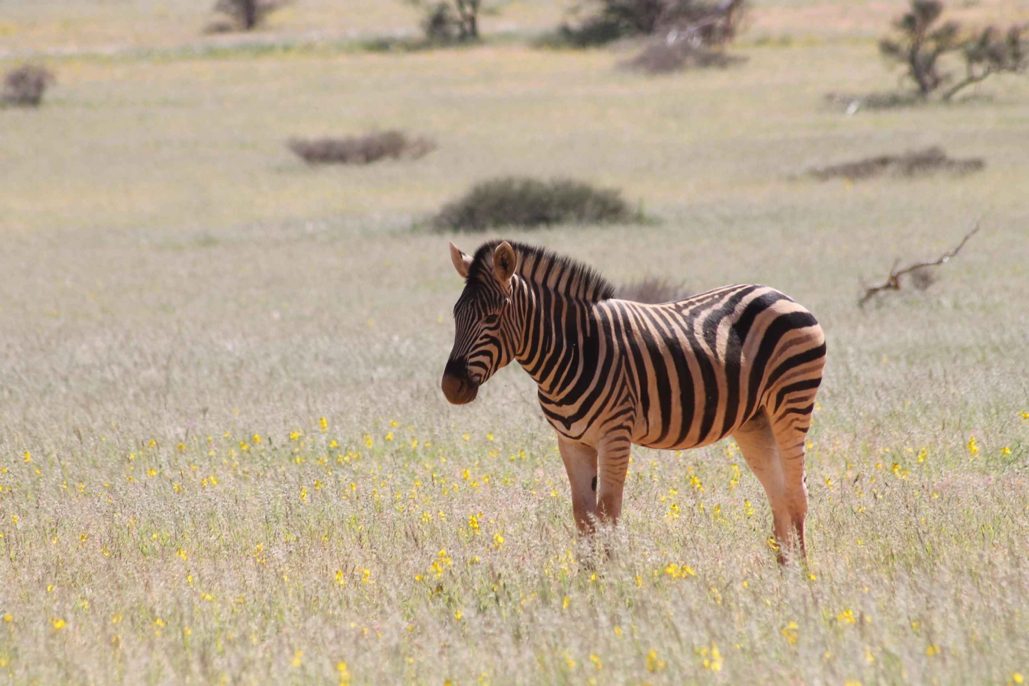 Swakopmund: Moonvalley, Spitzkoppe and Shipwreck Combo Tour