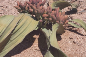 Swakopmund: Moonvalley, Spitzkoppe and Shipwreck Combo Tour