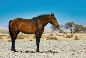Swakopmund: Namib Desert Horseback Ride - 1 hour